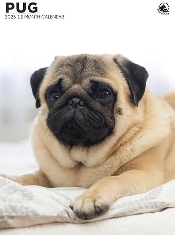 Mops Hund Kalender 2026, A3, Wirobound, vollfarbig
