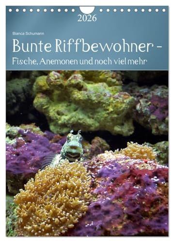 Bunte Riffbewohner - Fische, Anemonen und noch viel mehr (Wandkalender 2026 DIN A4 hoch), CALVENDO Monatskalender: Tropische Riffe bieten eine große Vielfalt an Lebewesen und Farben (CALVENDO Tiere)