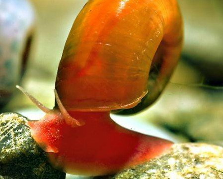 Garnelio - Rainbow Posthornschnecke - 5 St - Planorbella duryi duryi