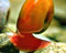 Garnelio - Rainbow Posthornschnecke - 5 St - Planorbella duryi duryi