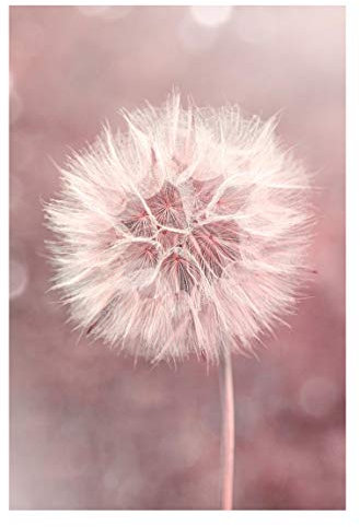 Bilderwelten Magnettafel - Pusteblume Bokeh rosa - Memoboard 90 x 60cm