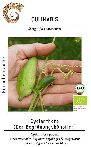 Culinaris 053 Cyclanthere, Hörnchenkürbis (Bio-Hörnchenkürbissamen)