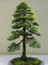 15 Seeds Sequoia Sempervirens (Sequoia Coast Redwood Tree)