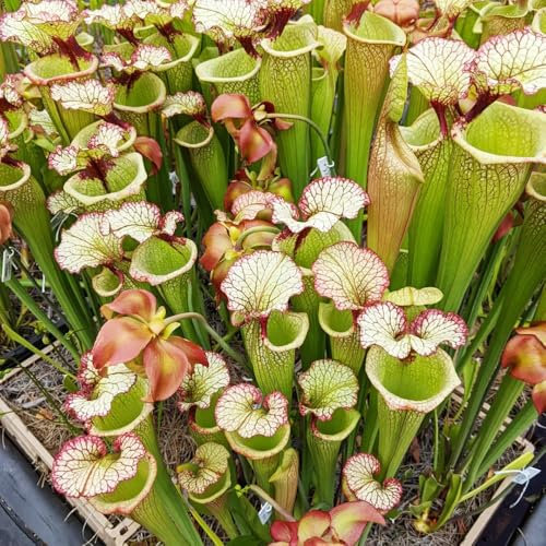 Semi di Sarracenia purpurea - semi di piante carnivore, Piante d'appartamento, decorazioni da giardino per esterno piante perenni, piante perenni resistenti, semi di piante Piante per 200pcs