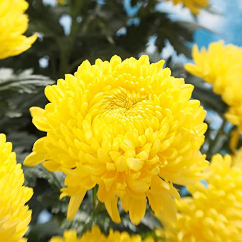 Haloppe 300 Unids Flores de Crisantemo Semillas de Plantas para la Plantación de Jardín en el Hogar, Semillas de Flores Semillas de Crisantemo Amarillo Natural para Jardín Amarillo