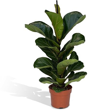 La Green Touch - Ficus Lyrata – Zimmerpflanze – Topf 17 cm, Höhe 75 cm