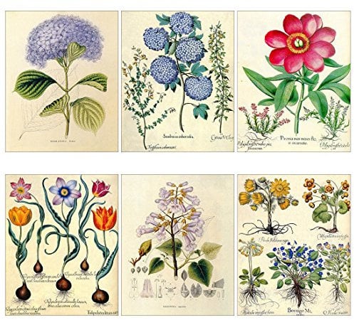 Meishe Art Poster Jahrgang Plakate Drucken Plakatdruck Kunstdrucke Blühende Blumen Botanische Florale Pflanze Illustration Hydrangea Tulpe Haus Wand Dekor 6pcs