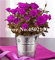 VISA STORE 100 PC-Bonsai Mini grüne Rosen-Samen, So Charming Rose Seedsseed Edel s Samen für Hausgarten: 13
