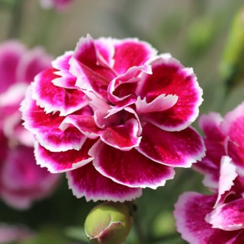 Dianthus ‘Bicolor Magenta’ Hardy Perennial Fragrant Flowers 2 x 3L Pots ByThompson & Morgan