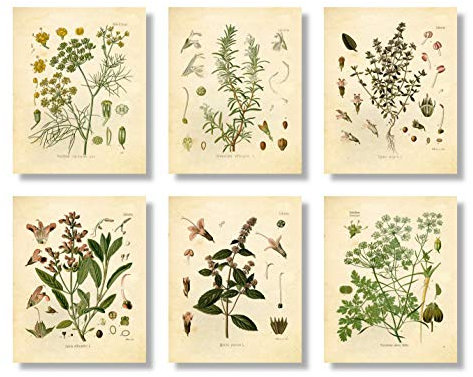 Ink Inc. Botanische Vintage-Drucke | Küchenkräuter-Wandkunst Thymian, Minze, Rosmarin, Petersilie, Salbei, Fenchel | 6er-Set, 20,3 x 25,4 cm, ungerahmt