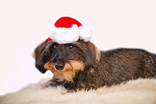 KarnevalsTeufel.de Mini-Nikolausmütze für Tiere, Hunde, Katzen, Weihnachtsmütze, Dekorationsmütze, vielseitig, rot-weiß