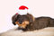 KarnevalsTeufel.de Mini-Nikolausmütze für Tiere, Hunde, Katzen, Weihnachtsmütze, Dekorationsmütze, vielseitig, rot-weiß