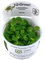 Tropica In Vitro 1-2-grow! Live Aquarium Plants (Limnobium Laevigatum)