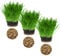 Cat FurNature - Cat Grass 3 Pack - Oat