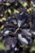 Fagus sylvatica 'Dawyck Purple' 100-125 cm - Blutbuche, purpurrote Blätter, ideal als Solitärbaum, winterhart, pflegeleicht