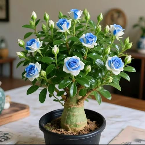 Bulbi di rosa del deserto - resistenti al calore e alla siccità - ornamentali - adatti per la decorazione della casa-1bulbi-C