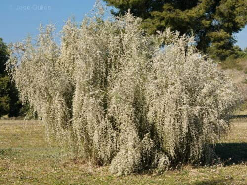 RARE 4 graines GENÊT BLANC (Retama Monosperma) G27 8 BRIDAL BROOM SEEDS SAMEN SEMI