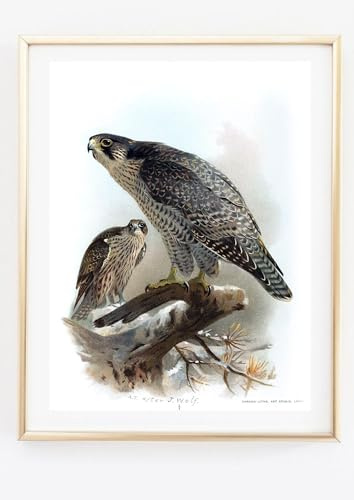 Kunstdruck Din A4 ohne Rahmen - Gyrfalke - Falco rusticolus - Falke Raubvogel Vogel Natur - Retro Vintage - Poster Bild