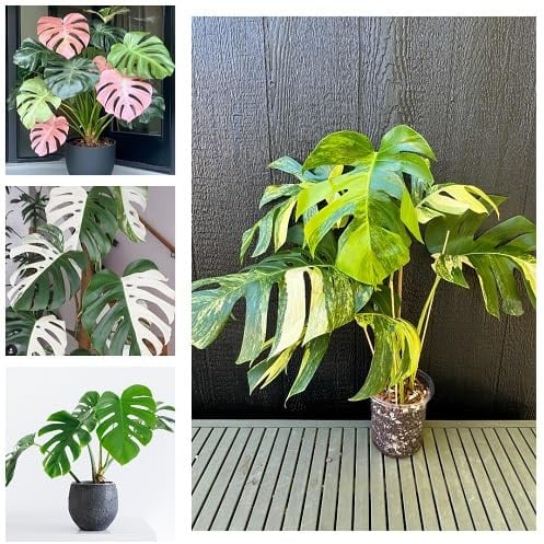 100Pcs Mixed Monstera Plant Seeds
