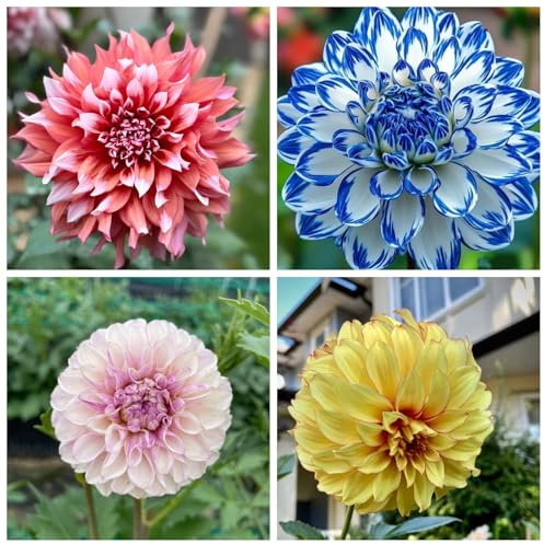 Ideale Dahlien, Schattentolerante Premium, Gartendekoration, Seltene Funkien, üBerraschend Wachsend, Lange BlüTezeit,-6Dahlien-D