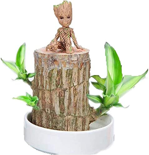 Goniome Mini planta de madera de la suerte de Brasil, planta hidropónica en maceta, planta de escritorio para interiores y oficinas para purificar el aire interior (madera brasileña + muñeca 1)