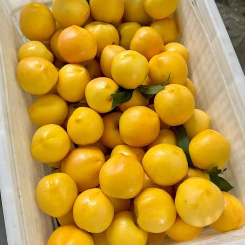 Semi di nettarina, alberi da frutto nani resistenti piante da giardino roccioso frutta fresca alberi frutto colonnari resistenti serre balcone regali per giardinieri acquistare 8pcs