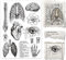 GLOBLELAND Menschliches Organ Transparente Stempel für Scrapbooking Körper Wirbelsäule Klare Stamps Gehirn Herz Lunge Silikonstempel Für Kartengestaltung DIY Prägung Journaling