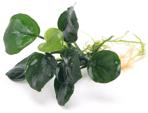 K2AQUA Anubias Coin Leaf Live Aquarium Plant Compact Round Green Leaves Easy Care Low Maintenance Foreground Midground Freshwater Tropical Tank Natural Decoration Shrimp Safe Beginner Friendly