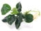 K2AQUA Anubias Coin Leaf Live Aquarium Plant Compact Round Green Leaves Easy Care Low Maintenance Foreground Midground Freshwater Tropical Tank Natural Decoration Shrimp Safe Beginner Friendly