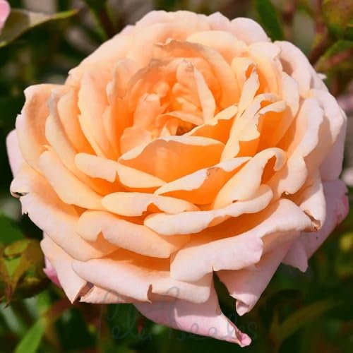 Peter Beales Roses UK Peachy Patio Shrub Rose, Double Blooms, 30cm x 30cm, Peachy-Orange