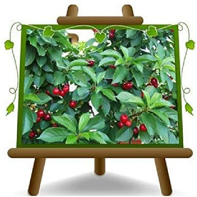 EURO PLANTS VIVAI Ciliegio Nano Pianta Innestata su Portainnesto Franco Altezza 100-120 cm Età 4 Anni Vaso 24/26 cm
