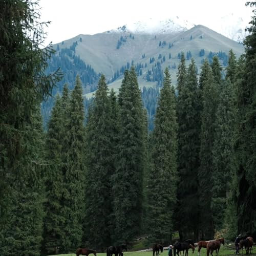 300 pcs Fichte Baum Samen - Picea asperata, zimmerpflanzen echt kübelpflanzen gartenpflanzen exotische samen bio saatgut bonsai baum ingarden bonsai bäumchen kaufen bäume kaufen plants