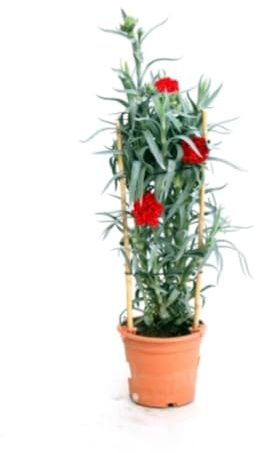 Planta natural en maceta Clavel caña alta, 30-40 cm. COLORES ENVIADOS AL AZAR. Dianthus caryophyllus. Planta perenne de tallos largos y flores grandes, coloridas y fragantes. Segura Garden.