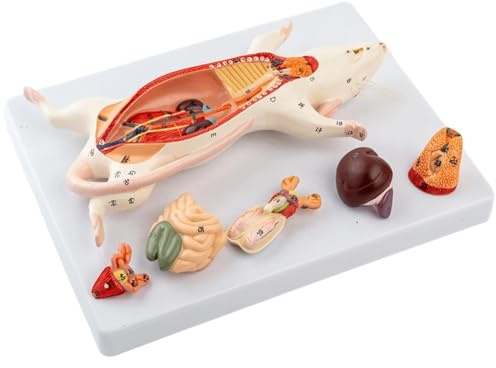 Correa Rat Anatomy Model Mouse Internal Organs Structure Experimental Animal Anatomy Specimens