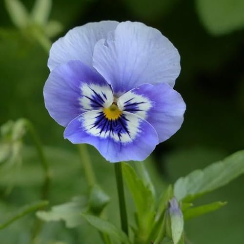Organic Pansy Joker Light Blue Seeds - 'Viola x wittrockian' - 40 Seeds