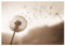 Fototapete Pusteblume beige 368x254 cm - inkl. Kleister - für Wohnzimmer Schlafzimmer Flur Vlies Tapete Wandtapete Vliestapete Motivtapeten Montagefertig