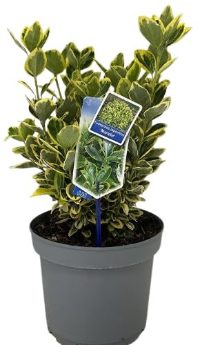 Evónimo Aureus Arbusto de Hojas Variegatas Natural y Resistente Para Jardines y Terrazas
