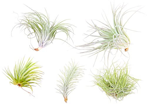 Plant in a Box - Tillandsia mélange de plantes - Set de 5 - Plantes aériennes vraies - Plantes d'ambiance - Plantes d'intérieur - Hauteur 5-15cm