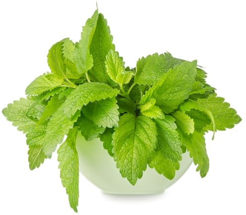 1000 piezas Semillas de melisa, planta de melisa, semillas de menta. Las plantas perennes son plantas perennes resistentes. semillas de planta regalo plantas perennes resistentes