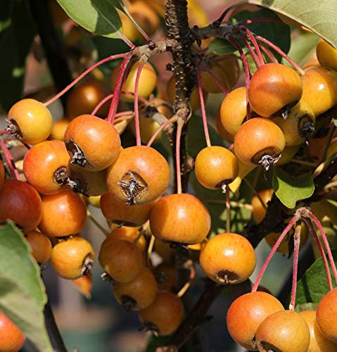 Hochstamm Zierapfelbaum Pom Zai 40-60cm - Malus Hybride - lebende Gartenpflanze aus den Baumschulen