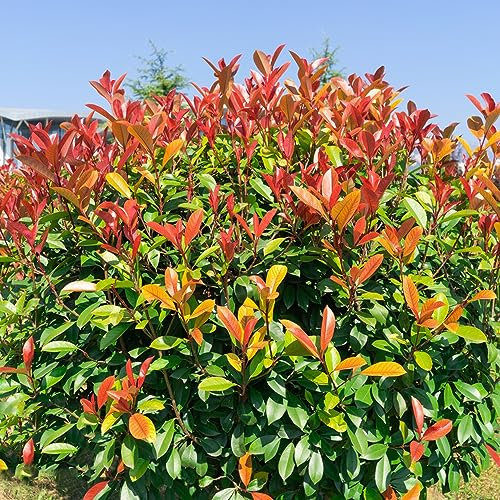 150 Pcs glanzmispel samen, glanzmispel red robin (Photinia serratifolia) balkonpflanzen, geschenke für gartenliebhaber bienenwohl, deko wohnzimmer balkonpflanzen, topfpflanzen draußen