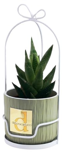 Debora Carlucci - Piantina Grassa Vera con Vaso in Ceramica e Gabbietta in Metallo Bianco – Idea Regalo e Bomboniera per Casa e Ufficio (Verde)