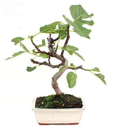 Bonsái Ficus Carica de 7 Años Bonsái Higuera de 7 Años Planta Natural del Mediterráneo