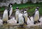 Cornelissen 3 D Ansichtskarte Humboldt Pinguine, Postkarte Wackelkarte Hologrammkarte Tier Pinguin