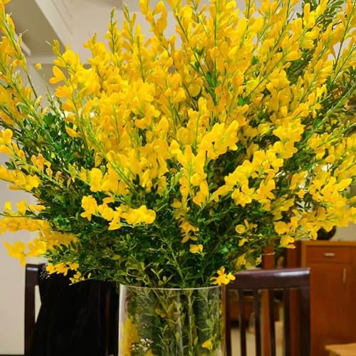 100 pz semi resistenti di ginestra, semi di fiori, piante da balcone resistenti perenni piante di ginestra - cytisus scoparius - semi di prato d' perenni resistenti, semi di piante