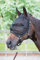 Harry's Horse Vliegenmasker halster, Größe:Pony