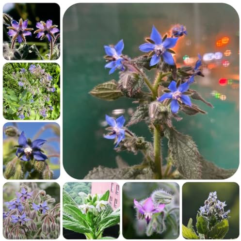 borretsch samen mehrjährig - indoor garden, gartenblumen pflanzen extrem winterharte kübelpflanzen, bodendecker winterhart mehrjährig pflanzen blumen für balkon, stauden steinpflanzen 250pcs
