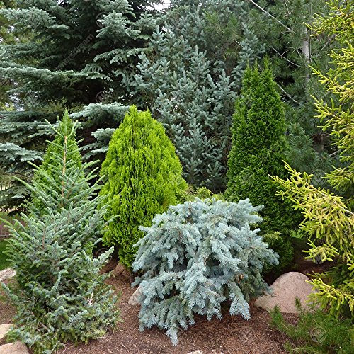 GardenersDream 10 x Mixed Conifer Plants in Pots - Outdoor Garden Ready Hardy Shrubs - Low Maintenance Evergreen Outdoor Plants for Rockeries, Patios, and Borders (3-5 inches, incl. 9 cm Pot)
