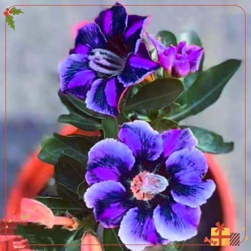 Seltene Wüstenrose, winterharte Zwiebel, mehrjährige Blume, einfach zu züchten, Bonsai, Gartenpflanze-1 zwiebel-Bb
