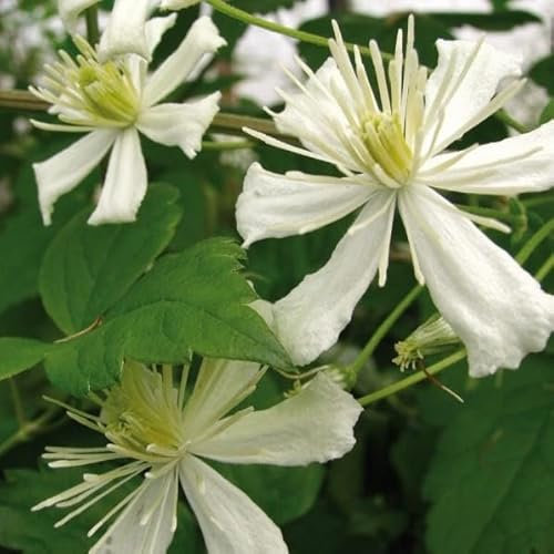 Clematis Paul Farges 2L - Charmanter, sehr kräftig wachsender Kletterer